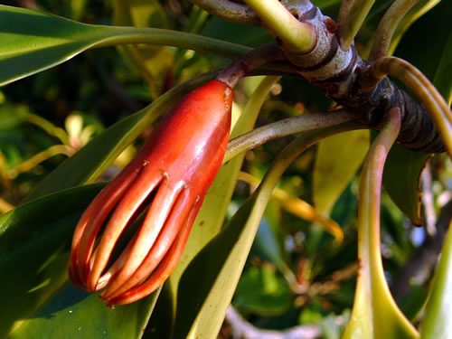 Bruguiera gymnorhiza fruits
